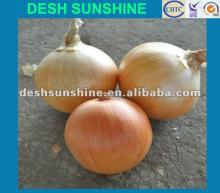 Chinese the best onion price 2012