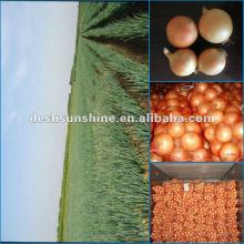 2012 New crop yellow onions fresh