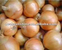 2012 New Crop Grade A white onions