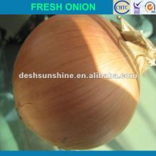cheap onion price 2012,good quality