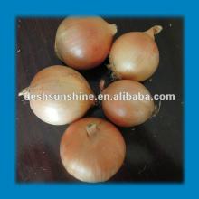 buy onion,good quality,cheap price