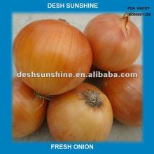 2012 New Crop Grade A price onions