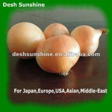 Export 2012 New crop chinese onion