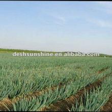 2012 New Crop Chinese onion farming
