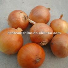 2012 New crop fresh yellow onion price