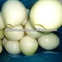 Chinese fresh peeled yellow onion
