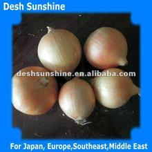 Selling top quality types of fresh onions