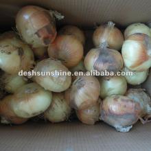 2012 New Crop Grade A Chinese price onions