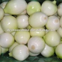 Chinese Grade A New crop peeled white onion