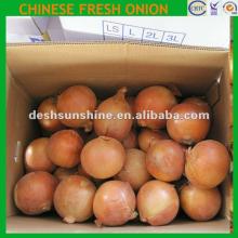 2012 New Crop Grade A yellow onion(7-11CM)