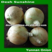Export 2012 New crop onion price from china