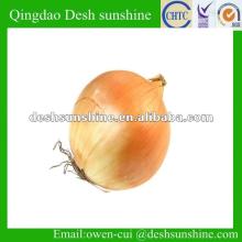 Export 2012 new corp yellow onion price