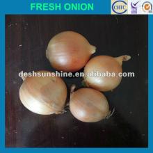 keeping onions fresh,good quality,cheap price