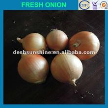 2012 Grade A china the best onion price 1 ton