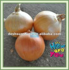 New crop fresh price onions
