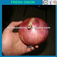 2012 New Crop Grade A Chinese fresh red onions