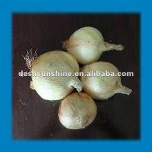 2012 New Crop Chinese onion import for customers
