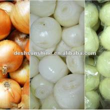 fresh peeled yellow onion from China