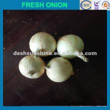 2012 Grade A the Best china new crop onion price
