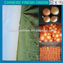 Grade A New crop Chinese fresh onion,own storage,good price
