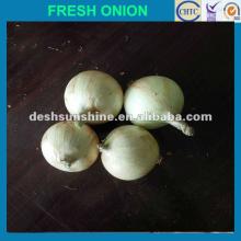 2012 Grade A Chinese Fresh  New   Crop  Onion (70-90mm)
