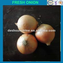New Crop Grade A Chinese fresh onion(5--7,7-9,9-11cm)