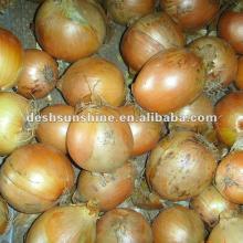 2012 New Crop Grade A Chinese yellow fresh onion(5--7,7-9,9-11cm)