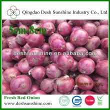 2013 new crop gansu red onions