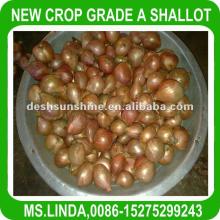 2012 New Crop Grade A Chinese fresh shallot onions