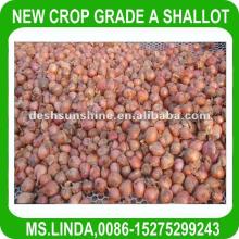 2012 New Crop Grade A Chinese fresh red shallot onions