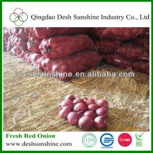market price for 5-8cm fresh gansu red onion