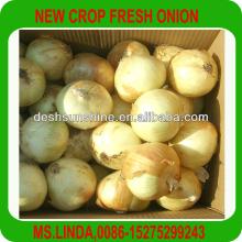 2013 New Crop Grade A Chinese fresh yellow onion 9cm