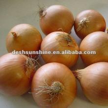 Chinese 2012 new growing onion