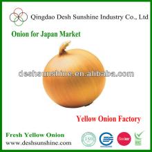 best quality yellow onion market price