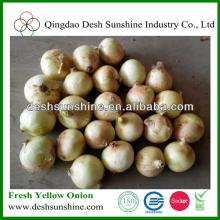 China  Bulk  Onion