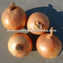 supplying Chinese fresh onion bulb