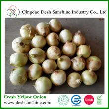 China New Cropped Onion Market Price