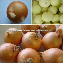 Chinese 2012 crop fresh onion prices