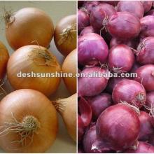Chinese 2012 new fresh onion plants for sale
