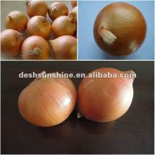Chinese 2012 farm fresh yellow onion