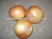 New fresh dutch onions