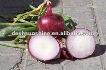 fresh  red   onions   packing 