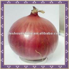 2012 Hot Sale Small Red Onions
