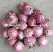 supplying Chinese big red onion