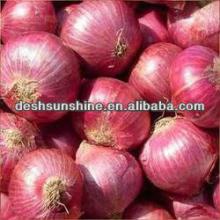 Chinese fresh red big onion market price for sale
