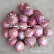 supplying Chinese farm fresh red onion