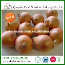 China Fresh Yellow Onion Price