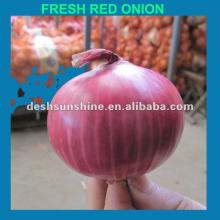 Grade A Chinese red big onion (9--11MM)