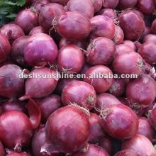 New crop fresh red onion price