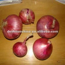 Supply Chinese New Crop 60mm size red onion